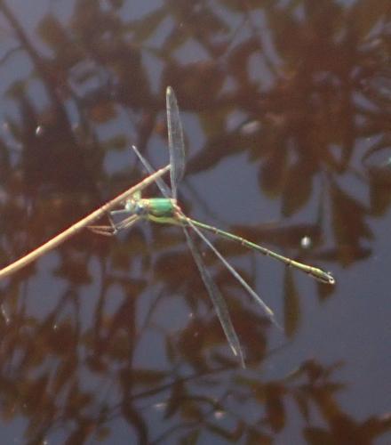 Chalcolestes viridis